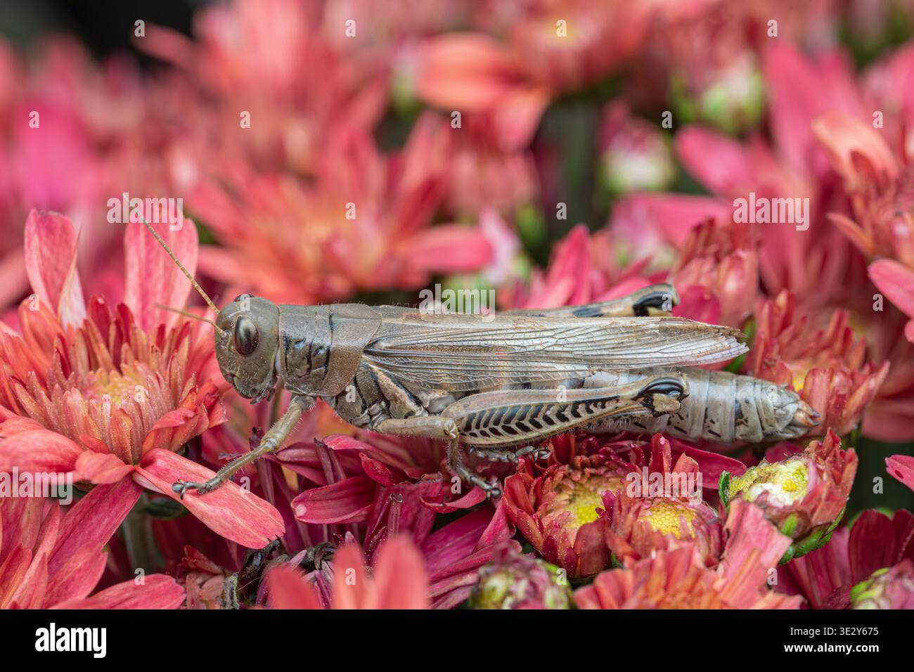 Primo piano di una cavalletta che poggia su uno stabilimento del Crisantemo Rosso Foto Stock