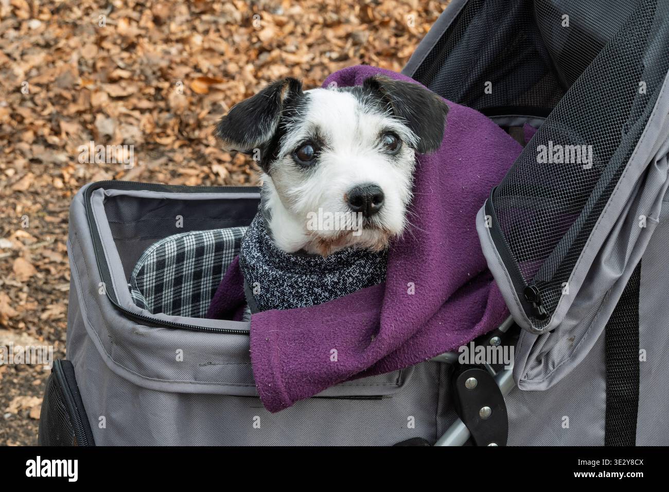 Un piccolo cane bianco e nero si fa un giro in una carrozza invece di camminare. Foto Stock