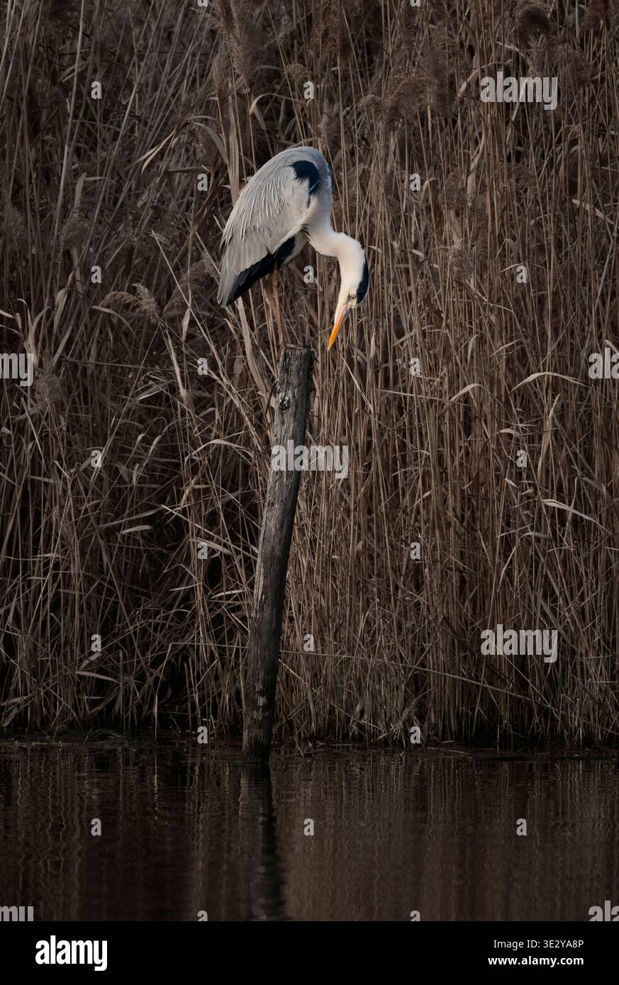 Heron in attesa di log Foto Stock