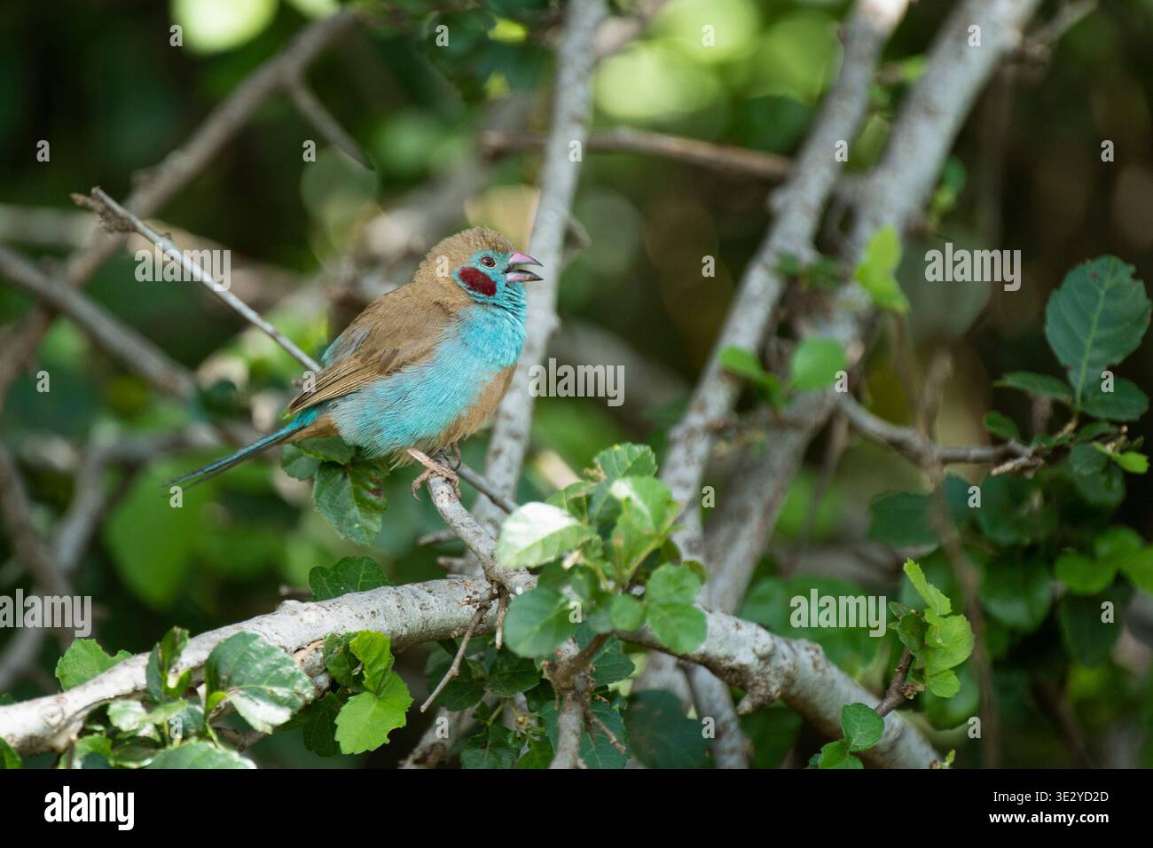 Cordone bleu dalle guance rosse, Uraeginthus bengalus, Parco Nazionale del Serengeti, Tanzania Foto Stock