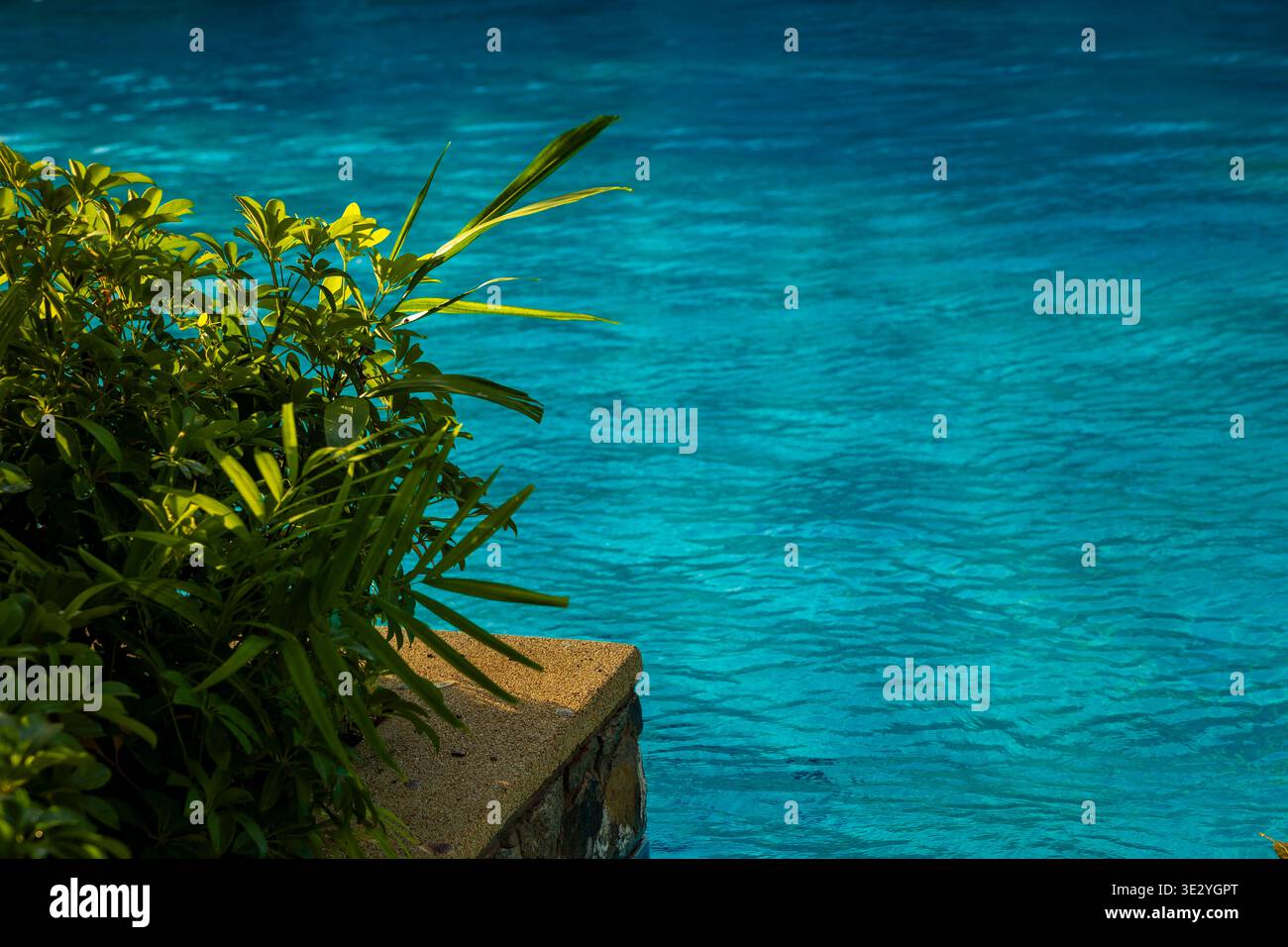 Piante tropicali verdi vicino alla piscina, acqua cristallina. Concetto: Vetrina immobiliare a bordo piscina Foto Stock