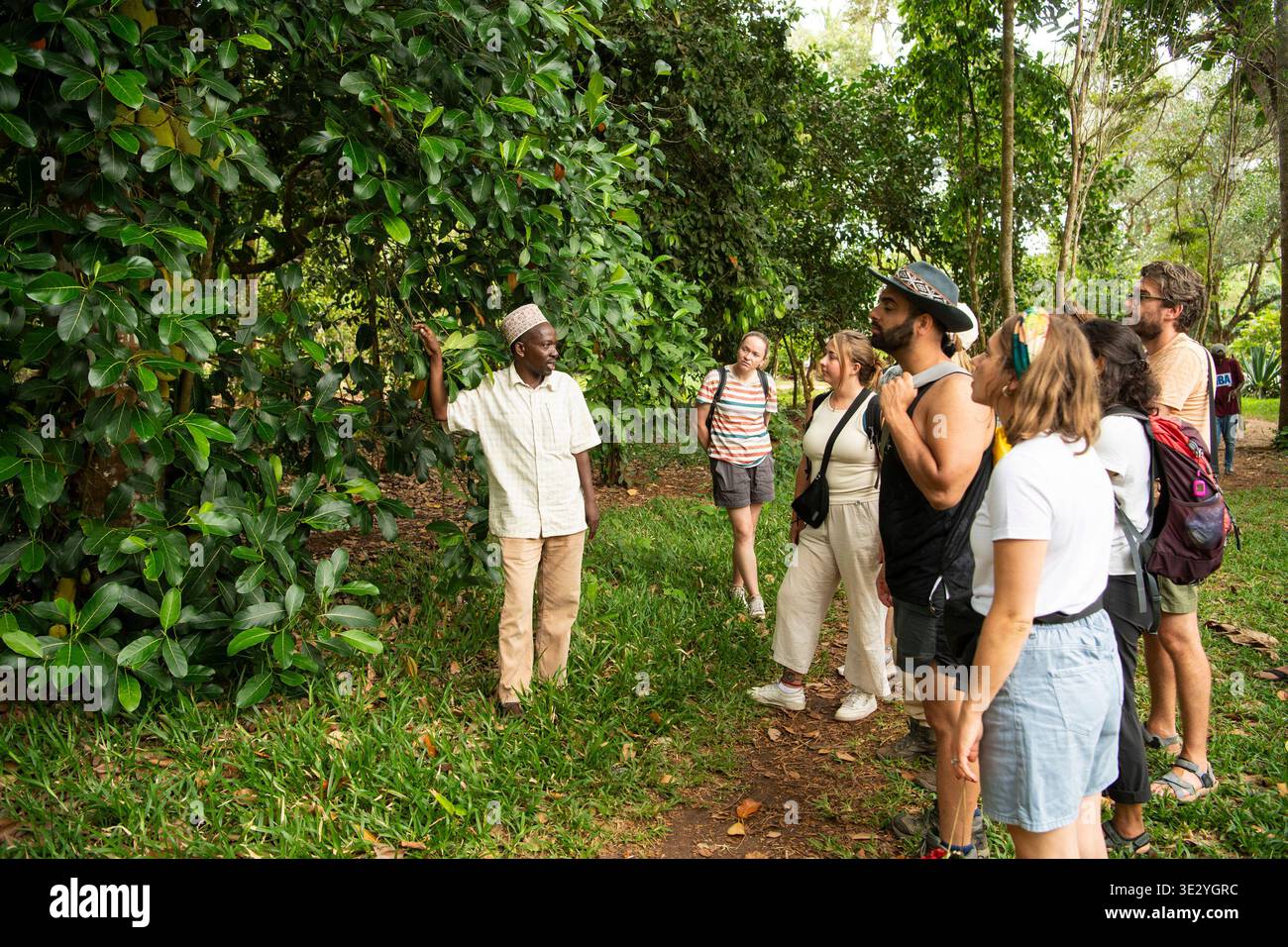 Guida con i turisti che guardano il jackfruit, il tour delle fattorie di spezie, Zanzibar, Tanzania Foto Stock