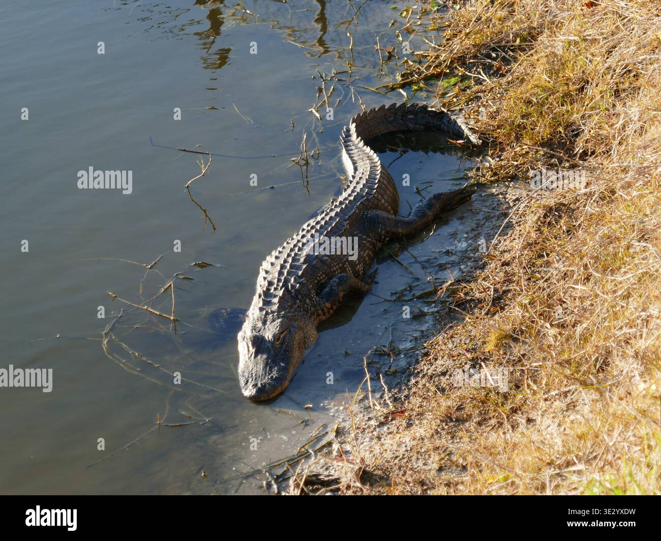 Alligatore che dorme alla luce del sole sul bordo dell'acqua del lago Foto Stock
