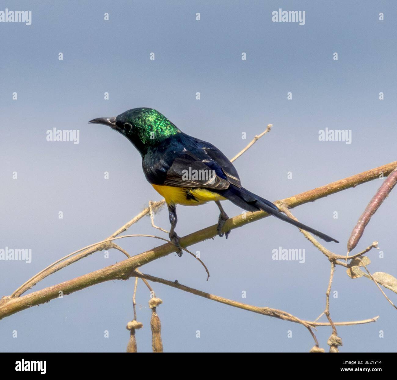 Maschio Valle del Nilo Sunbird (Hedydipna metallica) che entra nella raffineria di allevamento, fiume Nilo, Luxor, Egitto Foto Stock