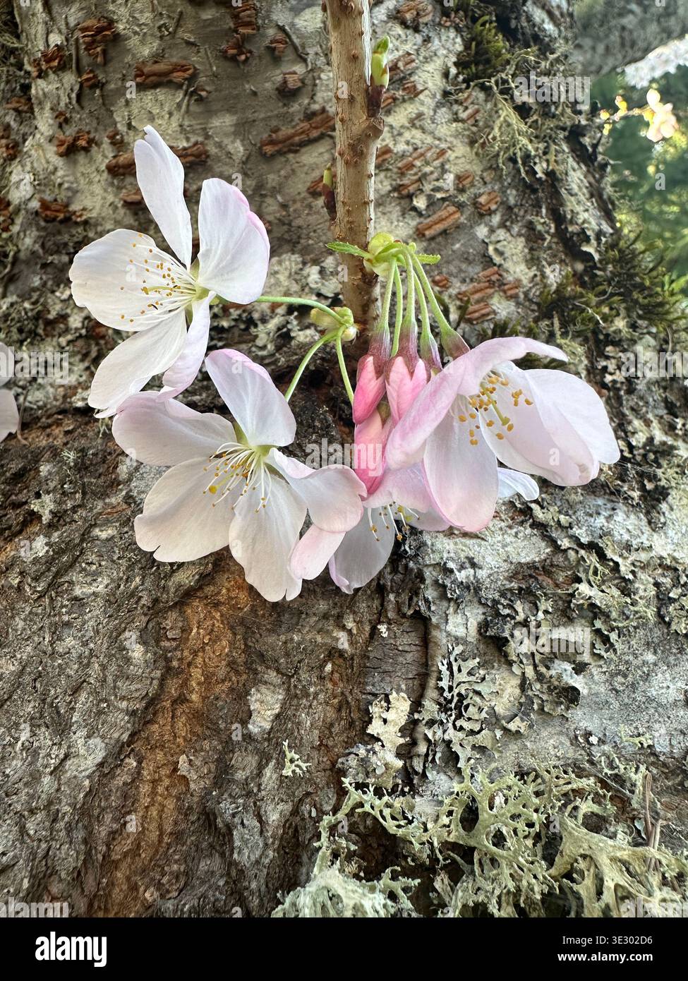 Fiori di ciliegio che crescono dal tronco di un ciliegio, un esempio di cauliflorio. Foto Stock