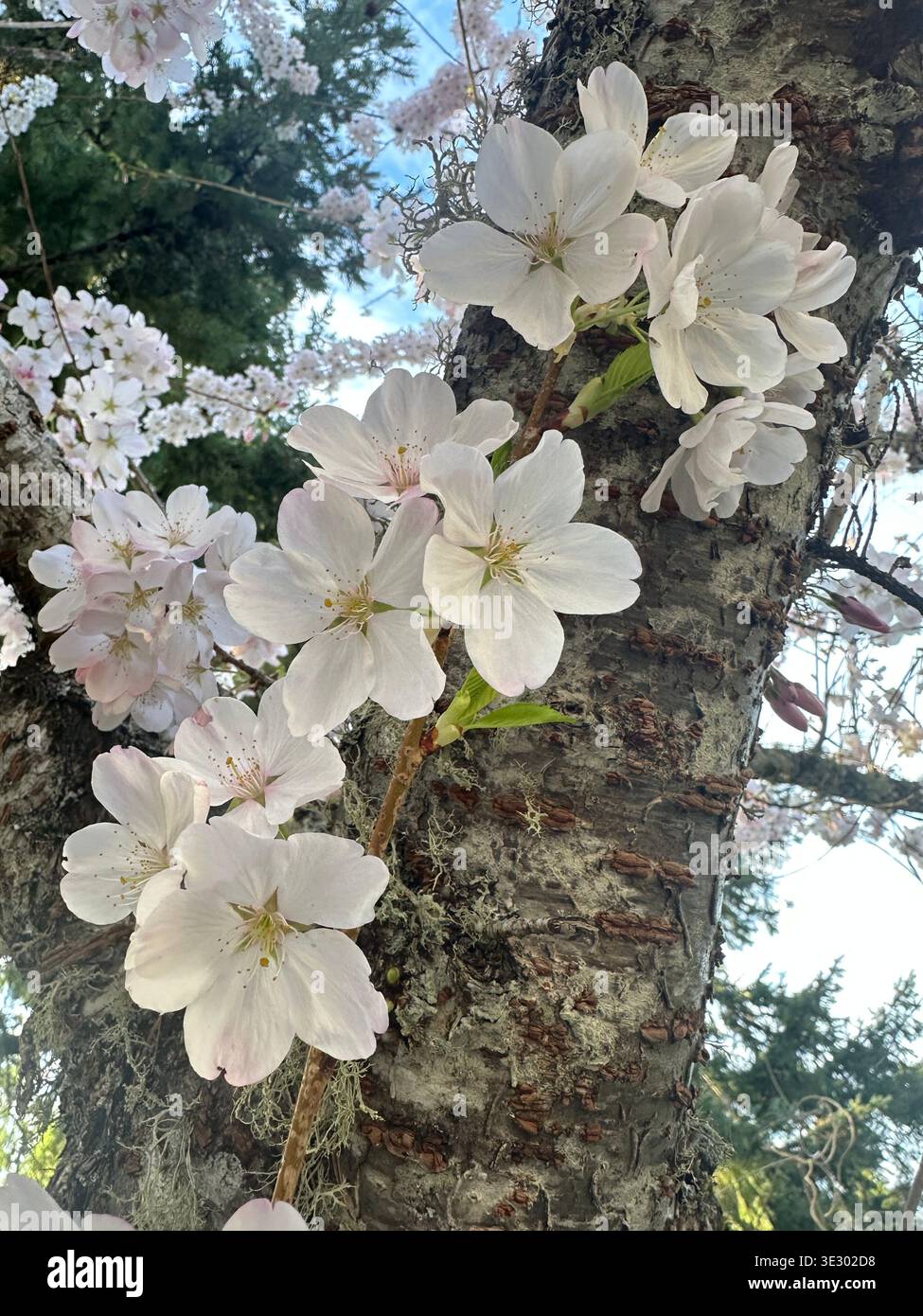 Fiori di ciliegio che crescono dal tronco di un ciliegio, un esempio di cauliflorio. Foto Stock
