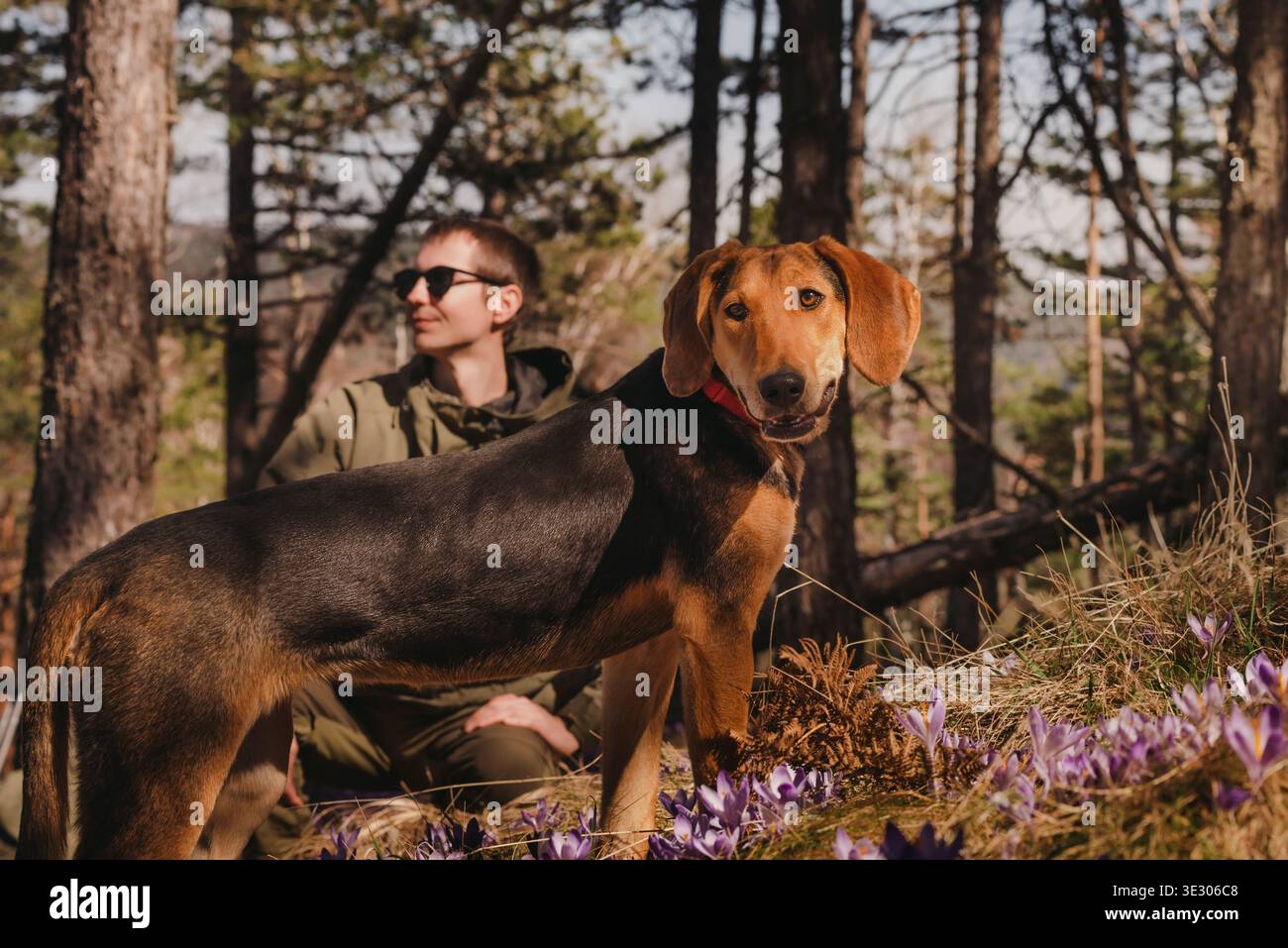 Uomo che fa trekking con cane da caccia nella foresta Foto Stock