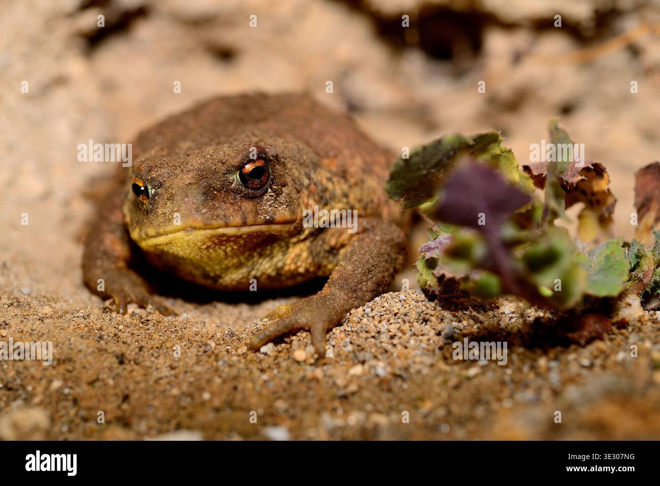 Rospo comune (Bufo spinosus) a Reboledo, San Xoan de Rio, Ourense, Galizia, Spagna Foto Stock