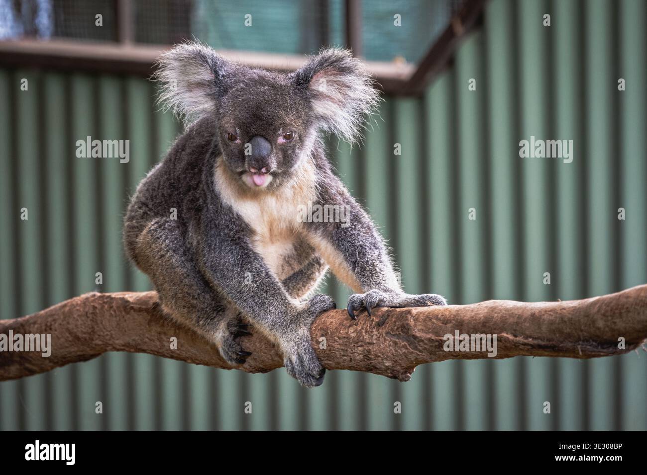 Un soffice koala con la sua lingua fuori è arroccato su uno spesso ramo di legno, adagiato su uno sfondo di metallo ondulato verde Foto Stock