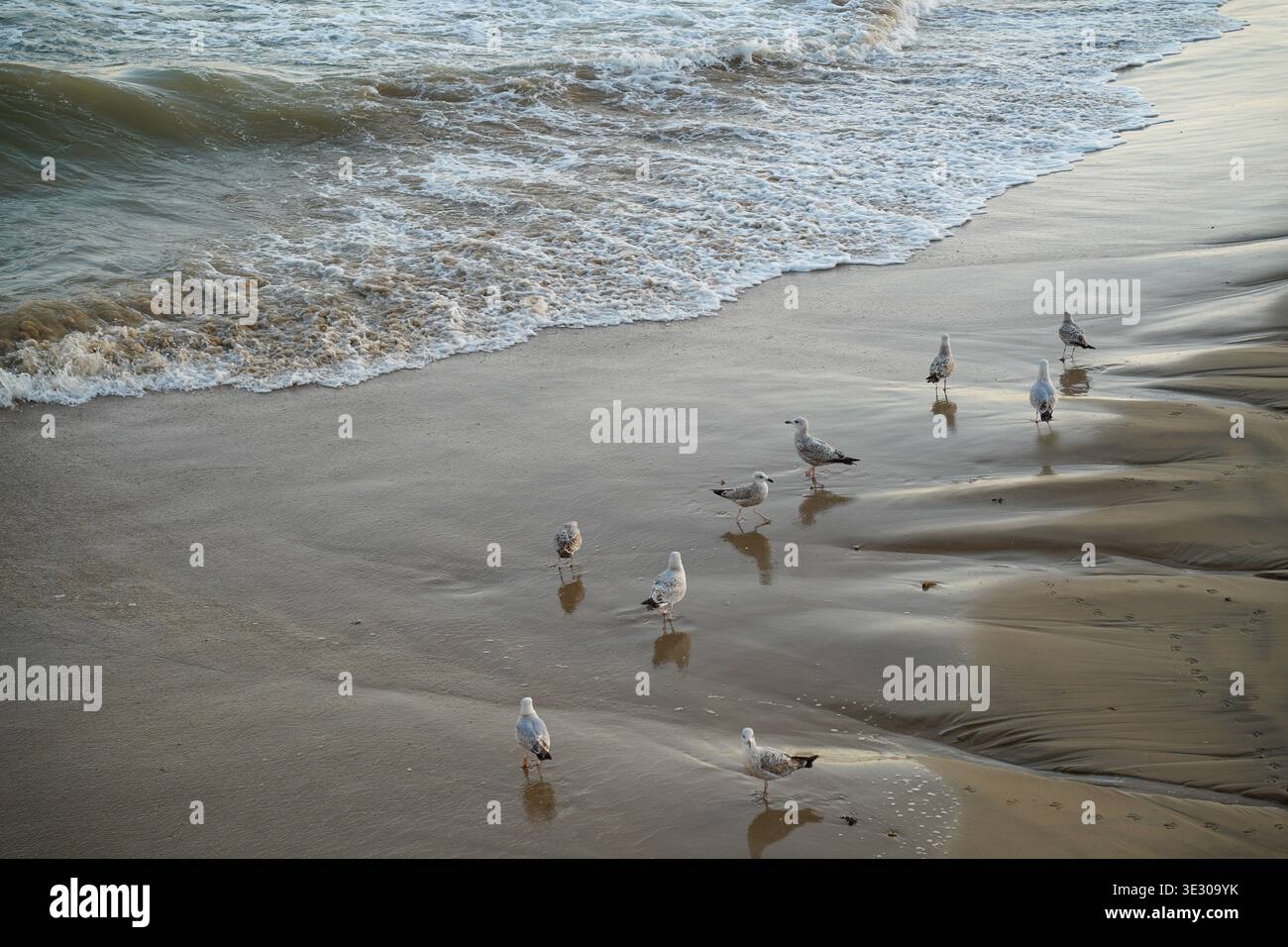 Gruppo di gabbiani che si nutrono lungo la costa sabbiosa bagnata di Bournemouth Beach con le onde dell'oceano spumeggianti, Dorset, Inghilterra Regno Unito Foto Stock