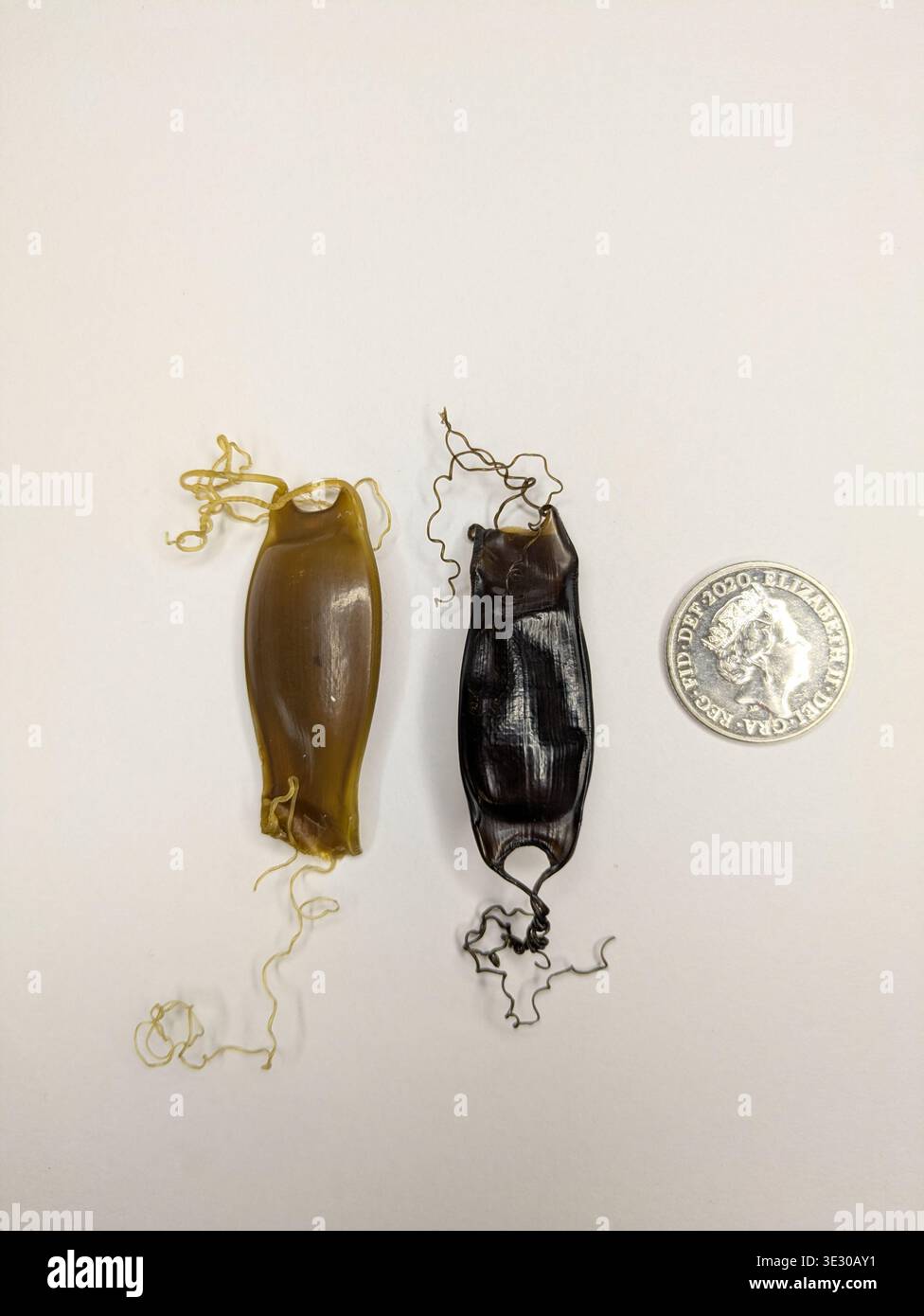 Involucro d'uovo (noto anche come borsone della sirena) di un piccolo squalo maculato (noto anche come un pesce gattino maculato minore), Scyliorhinus canicula, lavato a Hastings Foto Stock