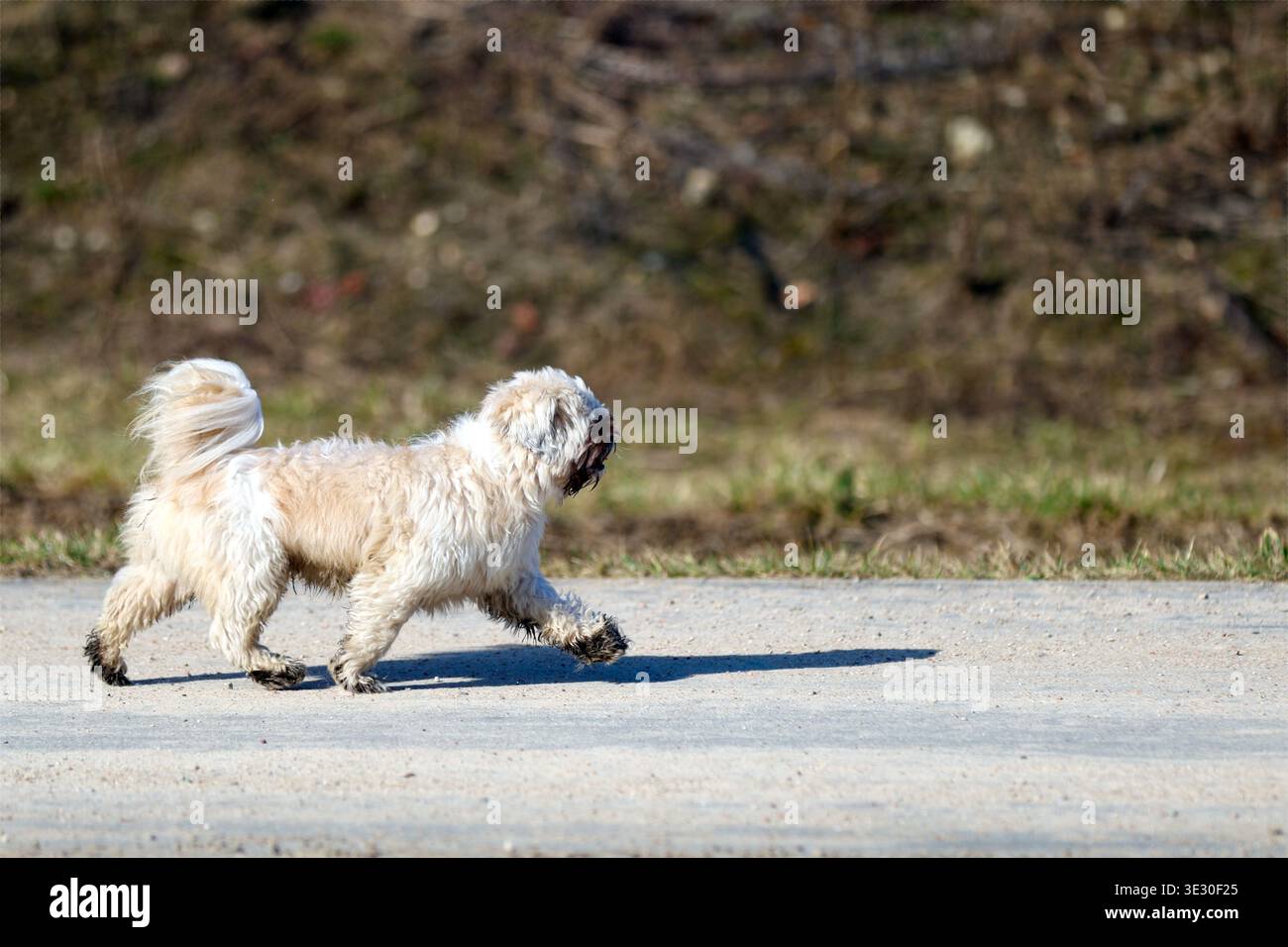 Piccolo Shaggy Dog che corre su strada all'aperto durante la giornata di sole Foto Stock