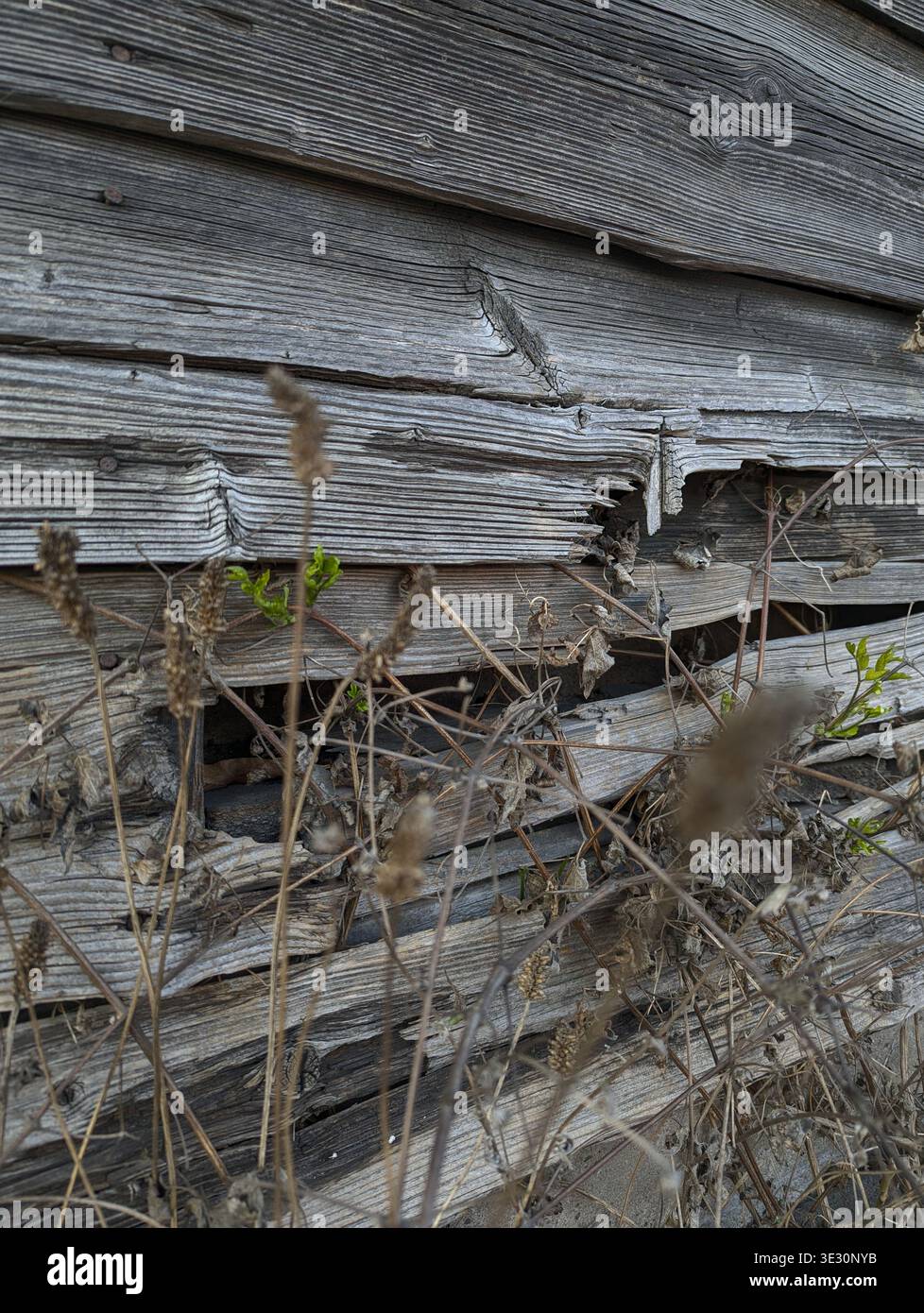 Esterno in legno trascurato con pannelli rotti e densa erbacce suggerisce decadimento. Decrepit legno Siding con piante sovrastate e tavole danneggiate mostra Sig Foto Stock