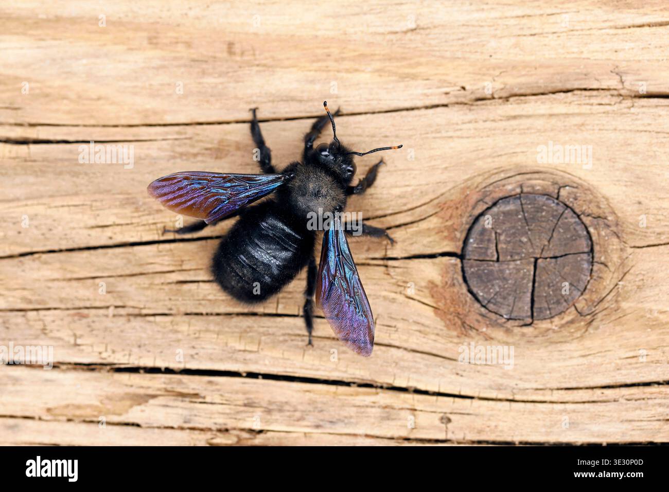 Ape carpentiere viola, Xylocopa violacea su un'antica superficie di legno, vista dall'alto di un'ape nera del genere Apidae su un'antica trave di legno Foto Stock