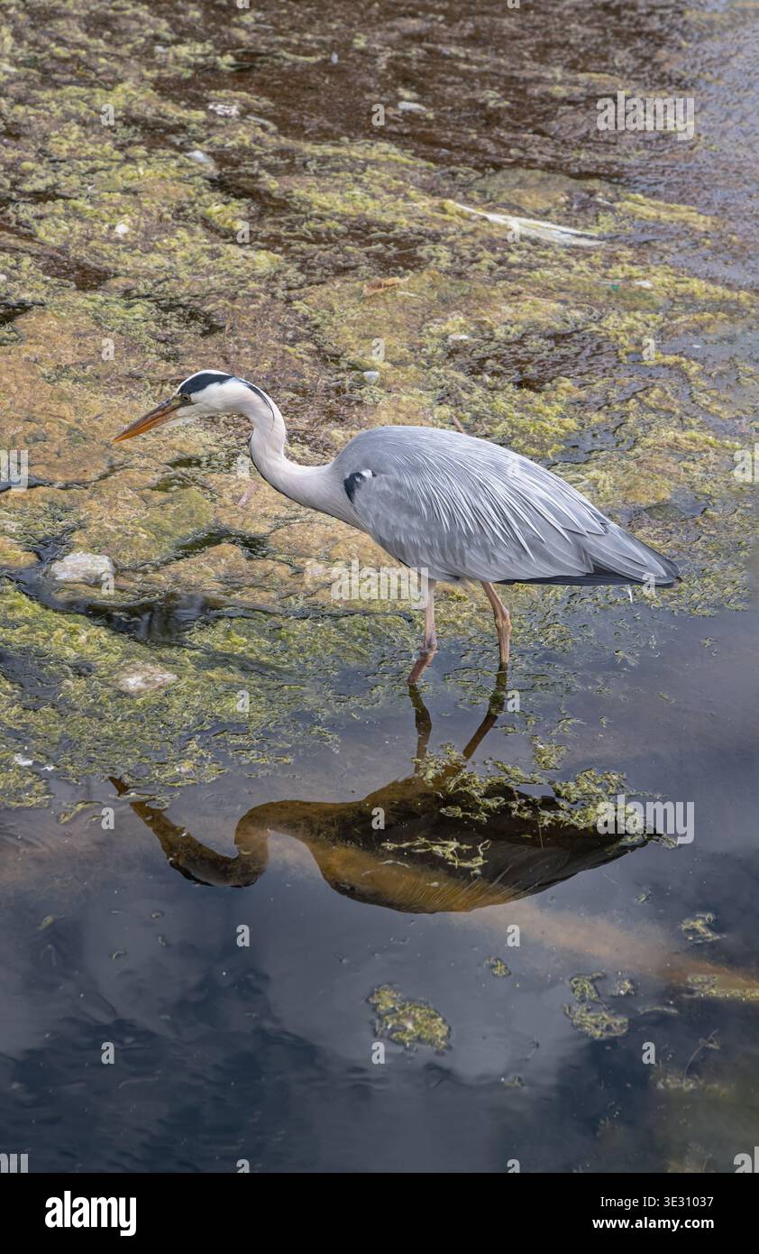 Il Grey Heron è caratterizzato da una messa a fuoco silenziosa, uno studio di texture, riflessi e geometrie naturali. Il suo pennarello elegante e ardesia contrasta nettamente con l'organo Foto Stock