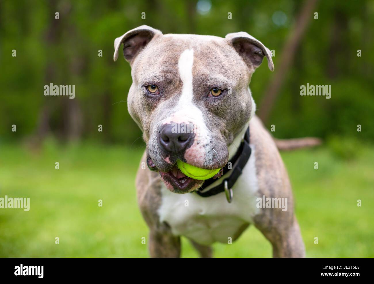 Un cane di razza mista Pit Bull Terrier che tiene una palla in bocca all'aperto Foto Stock