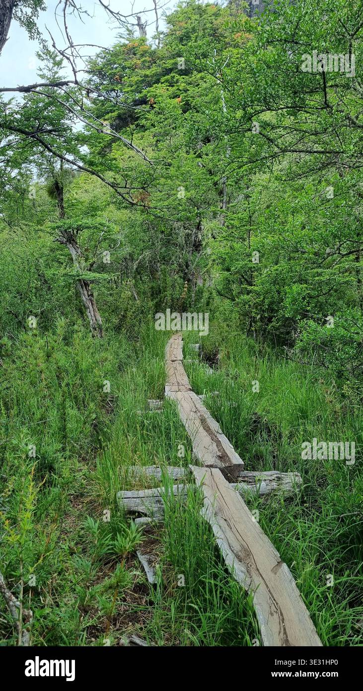 Sentiero forestale in patagonia Foto Stock