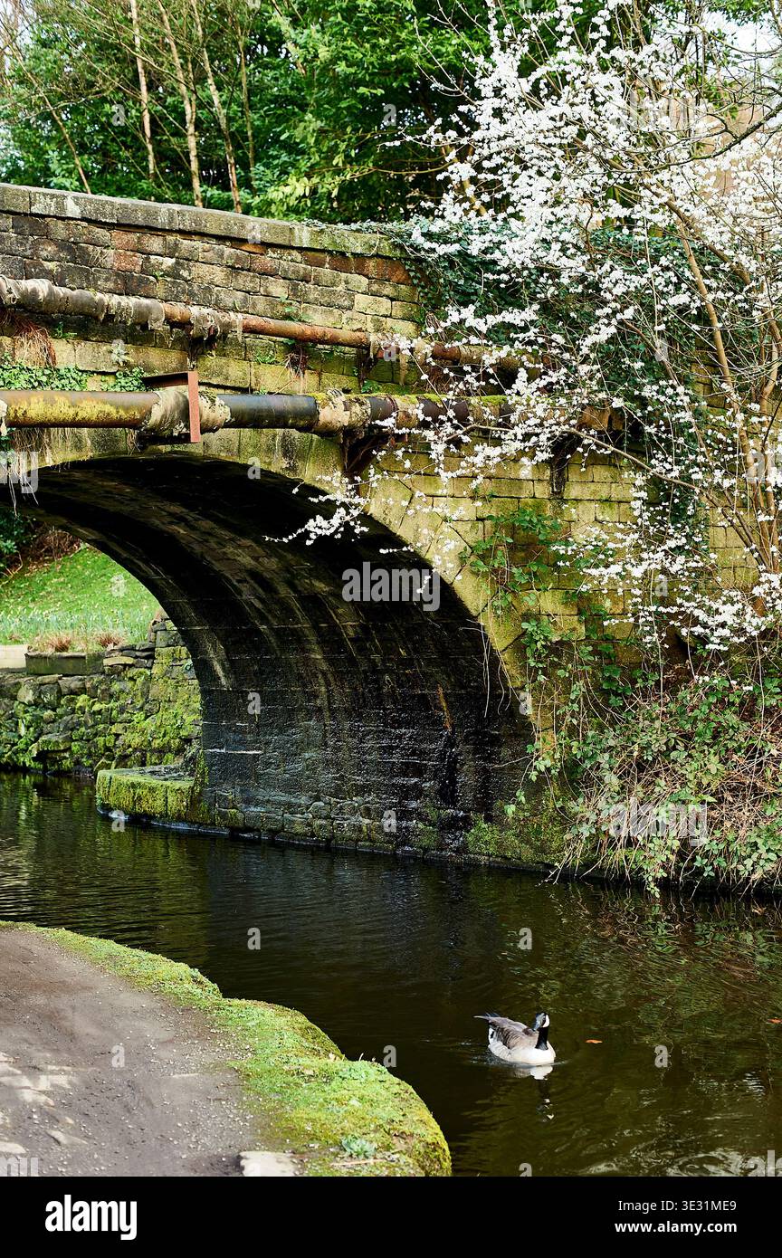 Una morbida molla bianca sboccia contro il vecchio ponte di pietra e il tubo trasversale sul canale di Rochdale Foto Stock