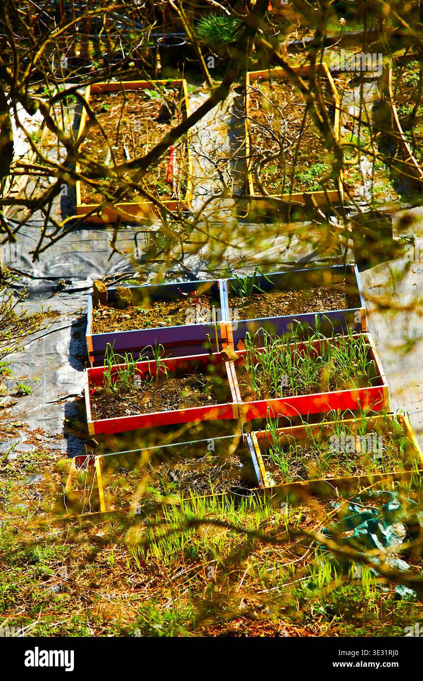 Scatole di piantagione colorate su assegnazione in primavera, Regno Unito Foto Stock