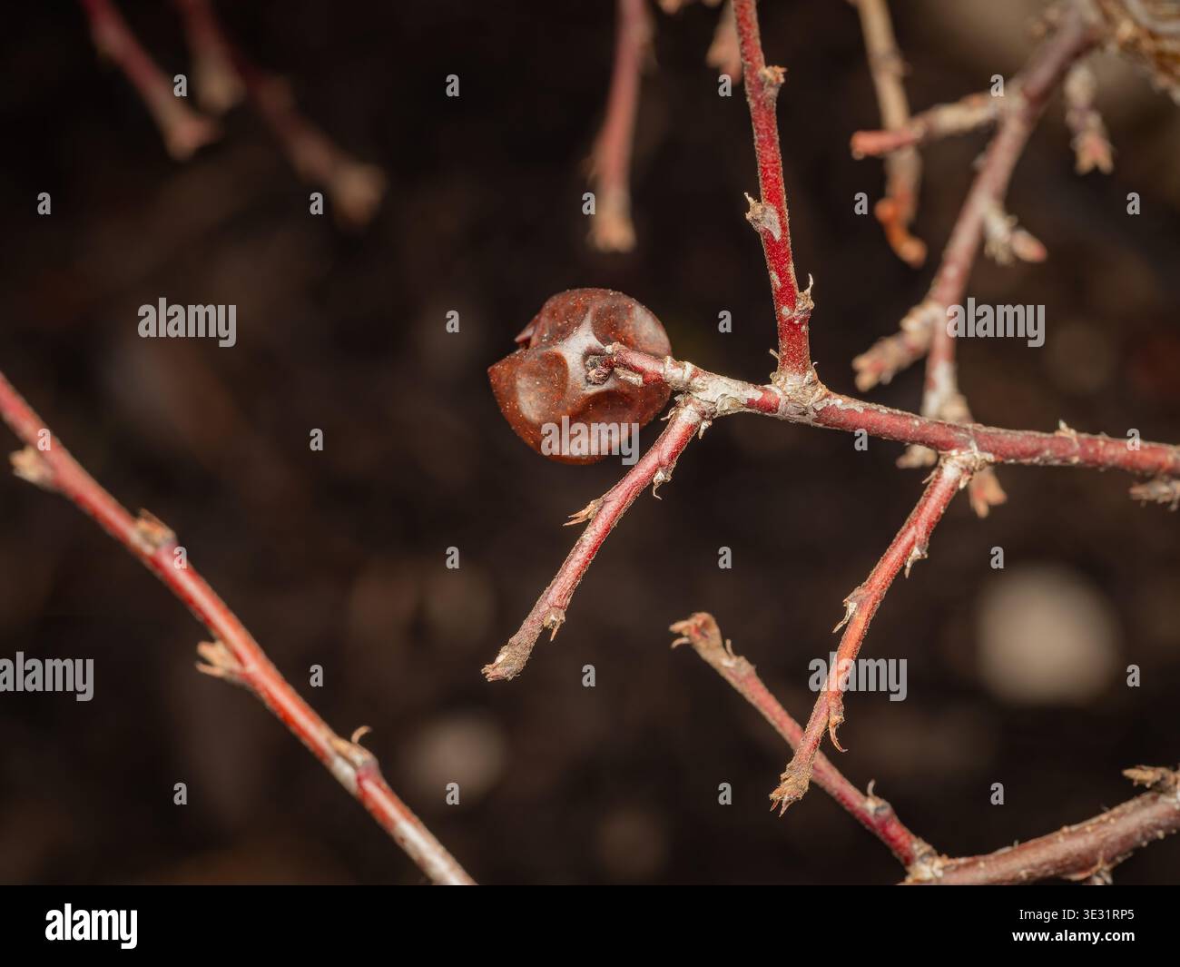 Primo piano di un baccello di semi castani essiccati su rami di ramoscello rossi con sfondo bokeh sfocato Foto Stock