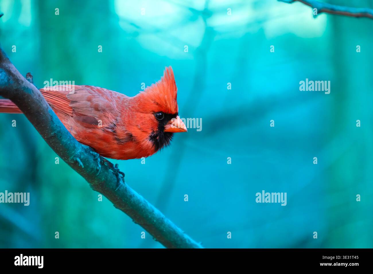 Primo piano di Red Cardinal Bird nella Stilizzata Blue Winter Woods, male Northern Cardinal arroccato sul ramo con vibrante sfondo della foresta di tè Foto Stock