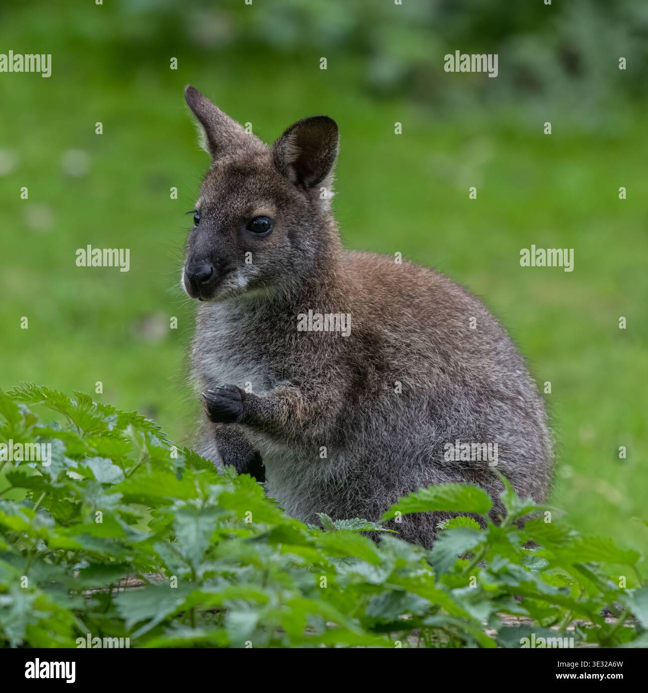 Wallaby Foto Stock
