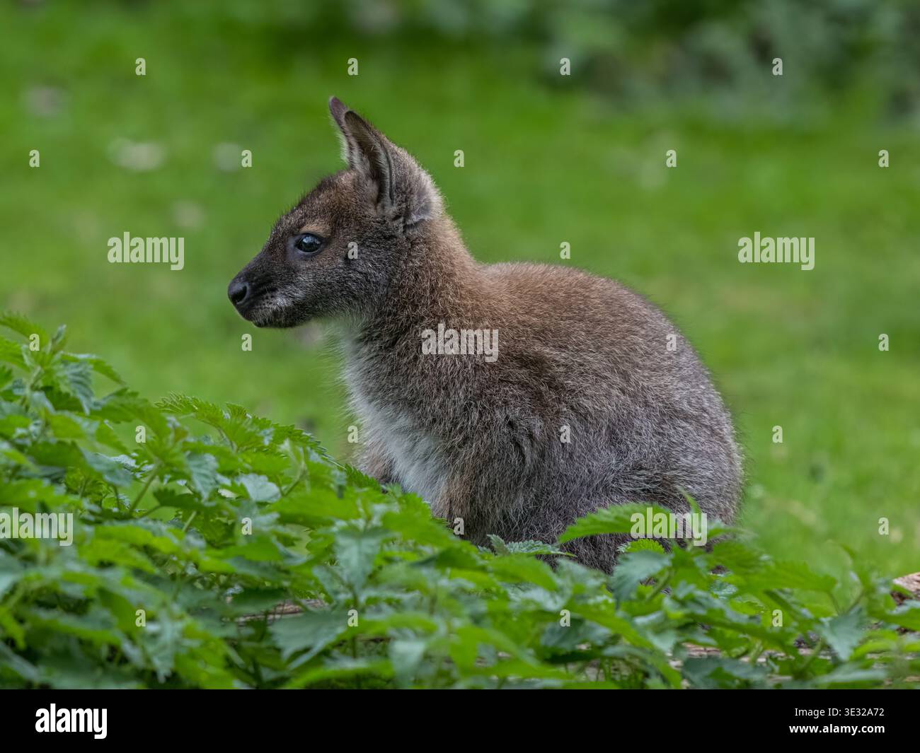Wallaby Foto Stock
