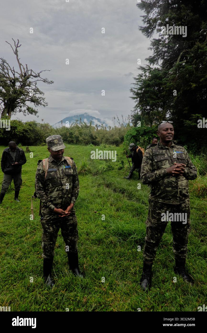 Rangers di fronte al Monte Sabyinyo in un'escursione per vedere i gorilla di montagna, il Parco Nazionale dei Vulcani, Musanze, Ruanda Foto Stock