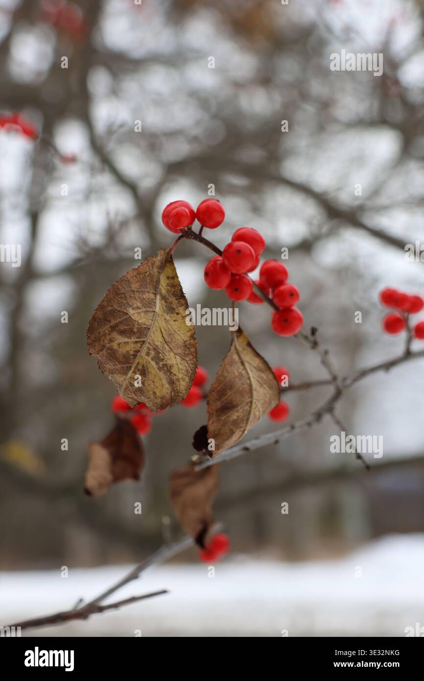 Mirtilli rossi (Ilex verticillata) e alcune foglie scattate con sfondo invernale a Mont Tremblant, QC, Canada Foto Stock
