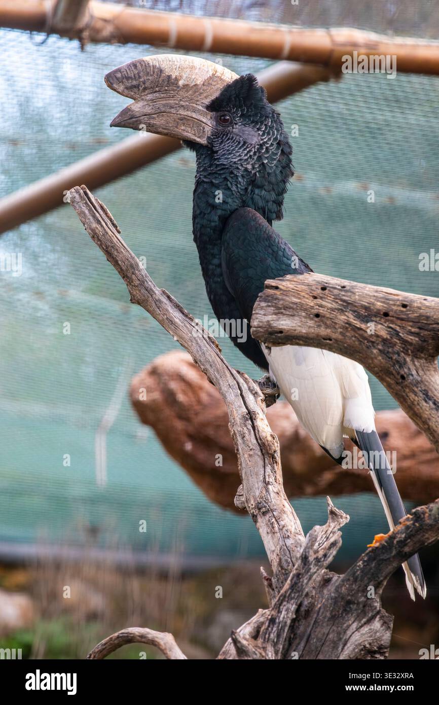 Il carpino bianco e nero (Bycanistes subcylindricus) è un grande carpino bianco e nero. Ha una banconota nera di grandi dimensioni con una grande Foto Stock