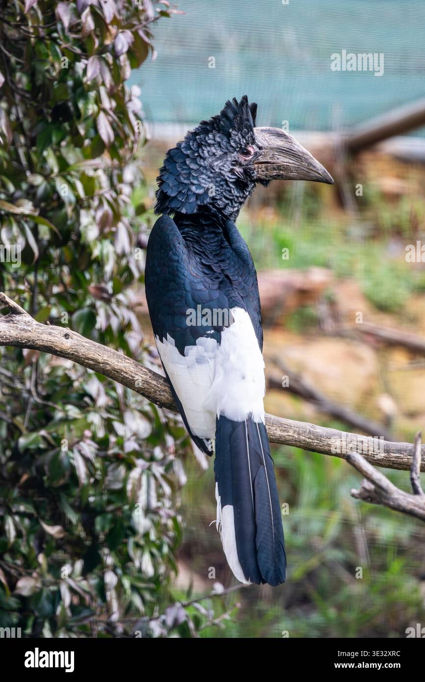 Il carpino bianco e nero (Bycanistes subcylindricus) è un grande carpino bianco e nero. Ha una banconota nera di grandi dimensioni con una grande Foto Stock