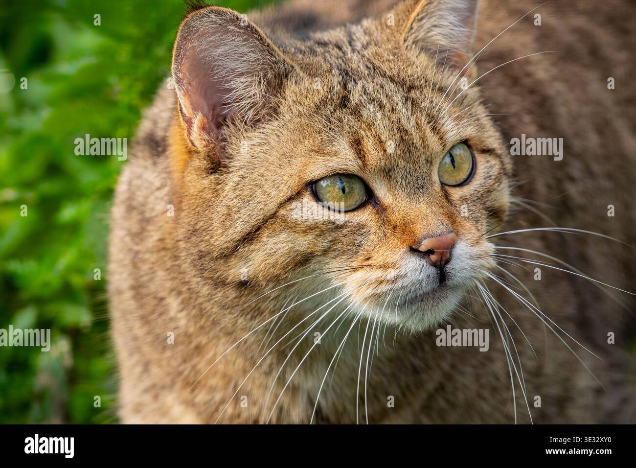 Il gatto selvatico europeo (Felis silvestris) è una piccola specie di gatto selvatico originaria dell'Europa continentale, della Gran Bretagna, dell'Irlanda, della Turchia e del Caucaso. ITS Foto Stock