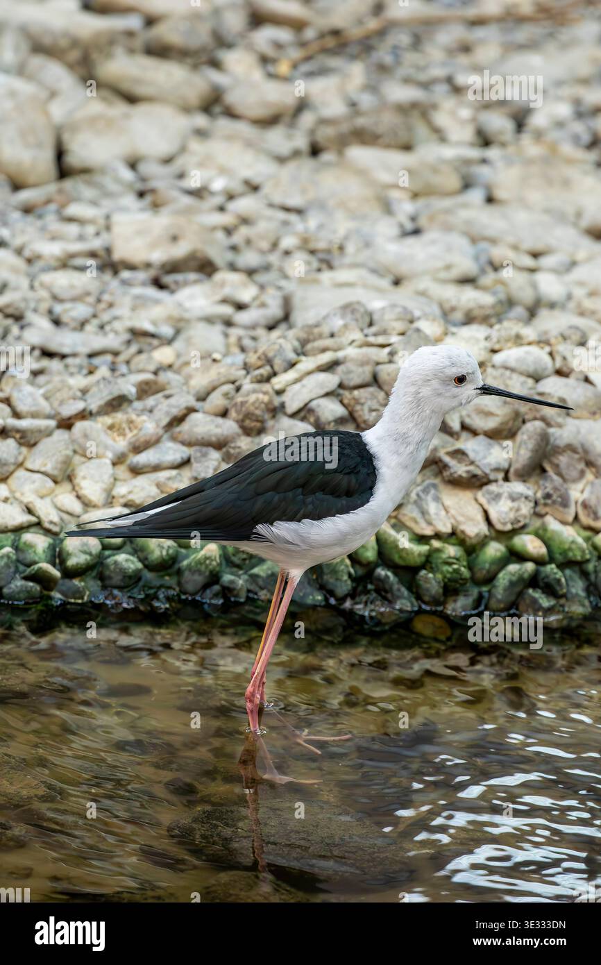 L'Himantopus himantopus (Stilt con le ali nere) è un uccello da guado snello con lunghe gambe rosa, un piumaggio bianco e nero e movimenti aggraziati Foto Stock