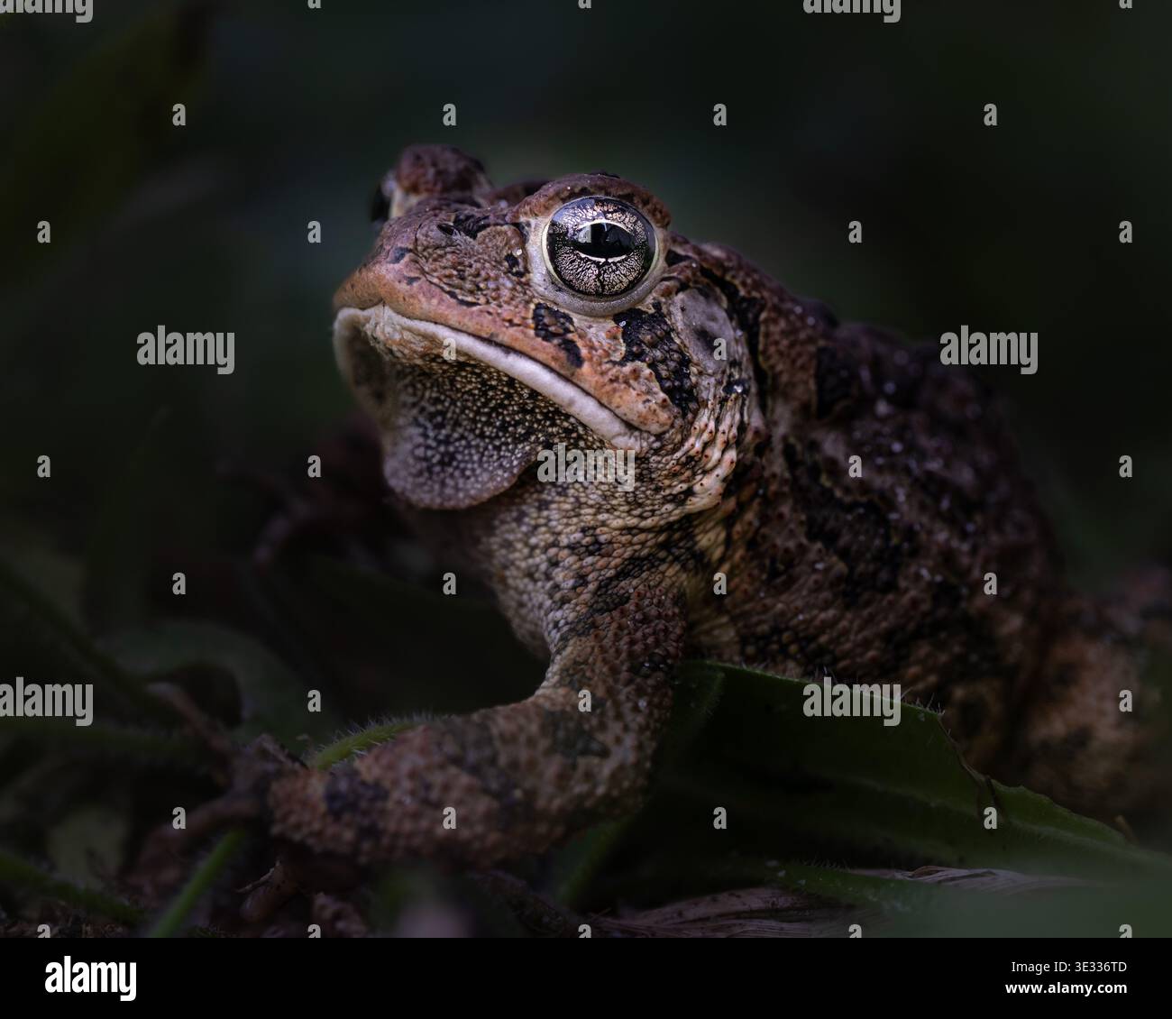 Un ritratto estremamente ravvicinato di un rospo che riposa nel suo ambiente naturale. Foto Stock