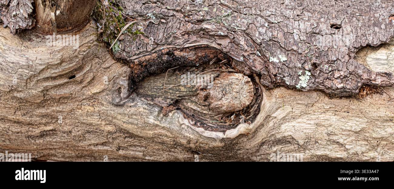 Primo piano della corteccia degli alberi e del legno esposto che mostra un nodo, crepe e texture naturali stratificate. Sfondo organico con toni terrosi, dettagli di decadimento e. Foto Stock
