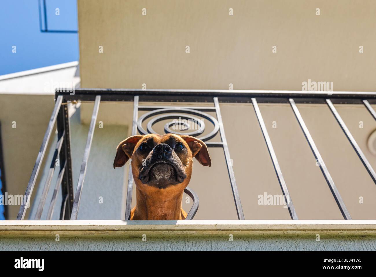 Cane tedesco Boxer che guarda in basso dalla ringhiera del balcone in un edificio residenziale soleggiato esterno con cielo limpido Foto Stock