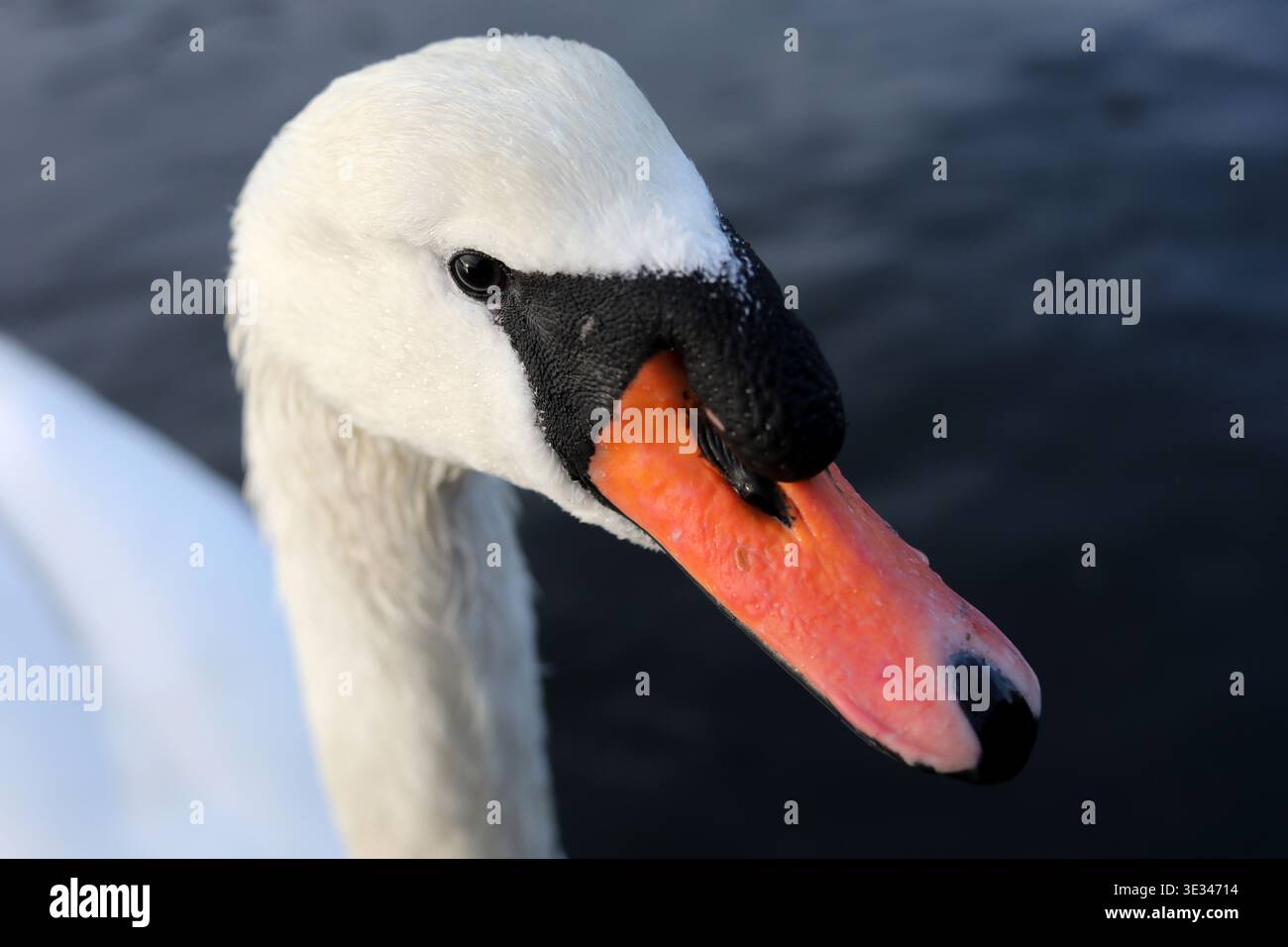 Cigni raffigurati in un lago a Southsea, Portsmouth, Hampshire, Regno Unito. Foto Stock
