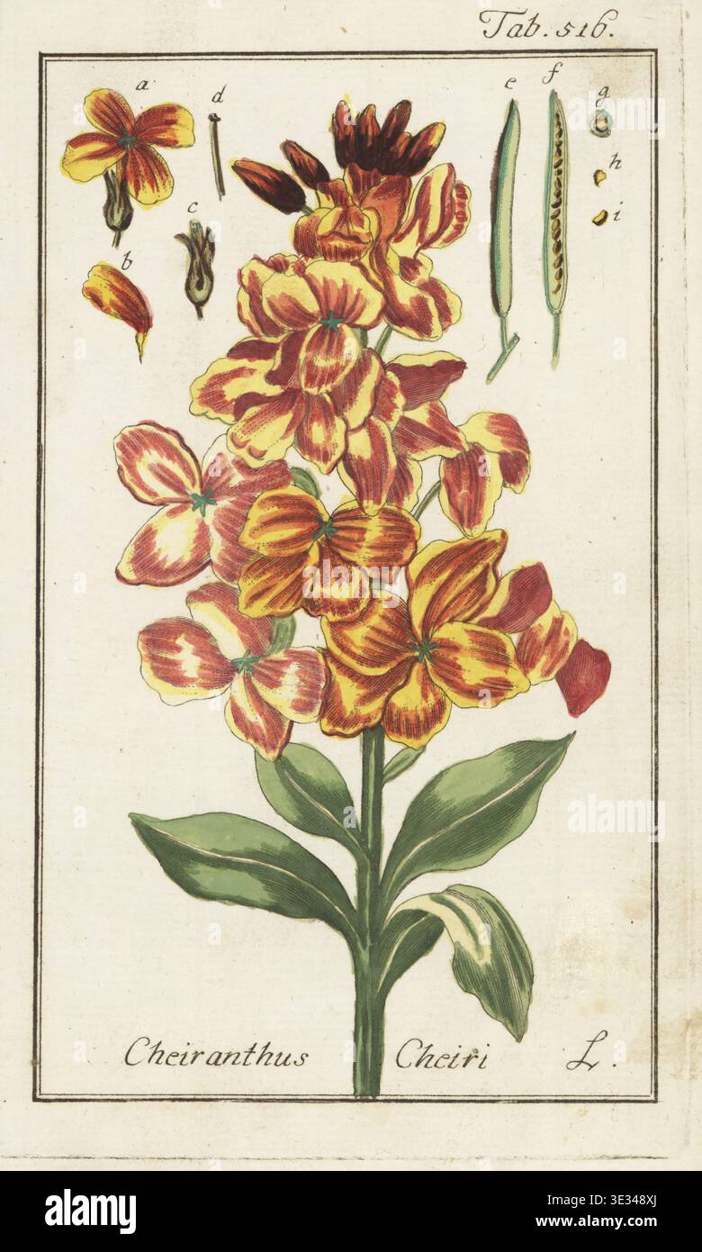 Wallflower, Erysimum cheiri, Erysimum x cheiri nothosubsp. Cheiri (Cheiranthus cheiri). Incisione in rame colorato a mano da Icones plantarum medicalium di Johannes Zorn, Illustrations of Medical Plants, Afbeeldingen der Artseny-Gewassen, J.C. Sepp, Amsterdam, Olanda, 1796. Zorn (1739-1799) è stato un farmacista e botanico tedesco che viaggiò in tutta Europa alla ricerca di piante medicinali. Foto Stock