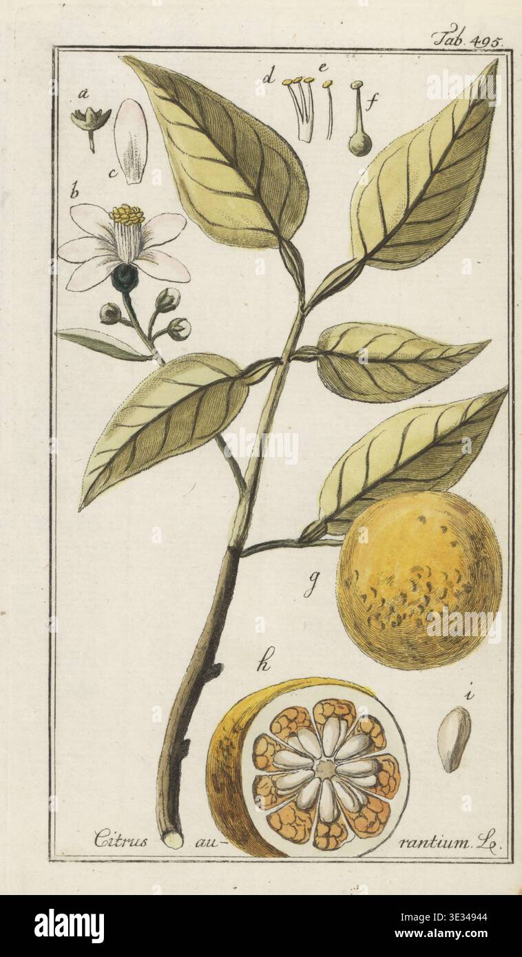 Arancia amara, arancia acida, arancia Siviglia, arancia bigarata o arancia marmellata, agrumi x aurantium (Citrus aurantium). Attraversa il pomelo, Citrus maxima e l'arancia mandarina selvatica, Citrus reticulata. Incisione in rame colorato a mano da Icones plantarum medicalium di Johannes Zorn, Illustrations of Medical Plants, Afbeeldingen der Artseny-Gewassen, J.C. Sepp, Amsterdam, Olanda, 1796. Zorn (1739-1799) è stato un farmacista e botanico tedesco che viaggiò in tutta Europa alla ricerca di piante medicinali. Foto Stock