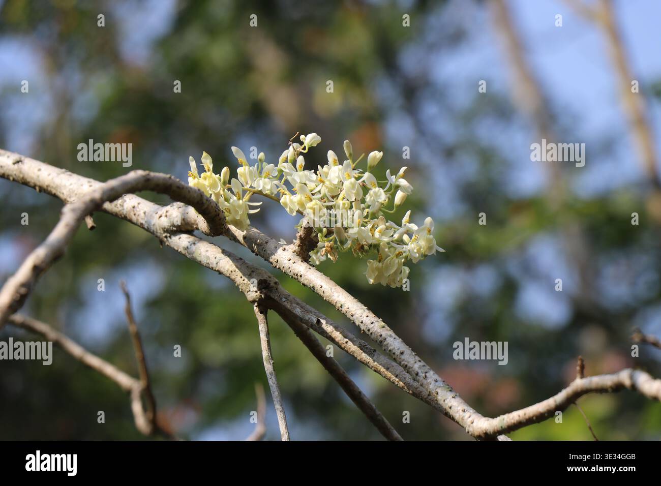 Stabilimento di Moringa in stato di fioritura. Fiori di verdura a bacchetta con luce naturale Foto Stock