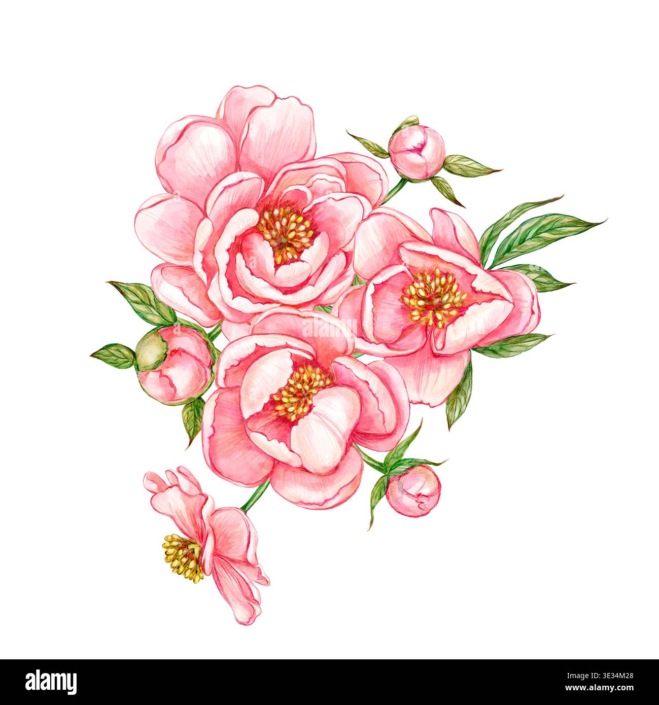 Peonie rosa acquerello, illustrazione floreale dipinta a mano, pittura botanica su sfondo bianco. Bel bouquet di peonie Foto Stock