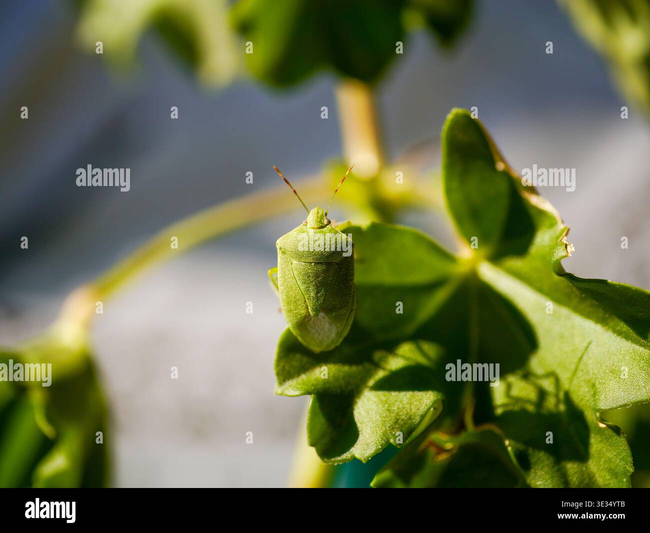 Una cimice verde (Nezara viridula), fotografata a Musio, una frazione di Tremosine. Tremosine è una cittadina sulla sponda occidentale del Lago di Garda. Foto Stock