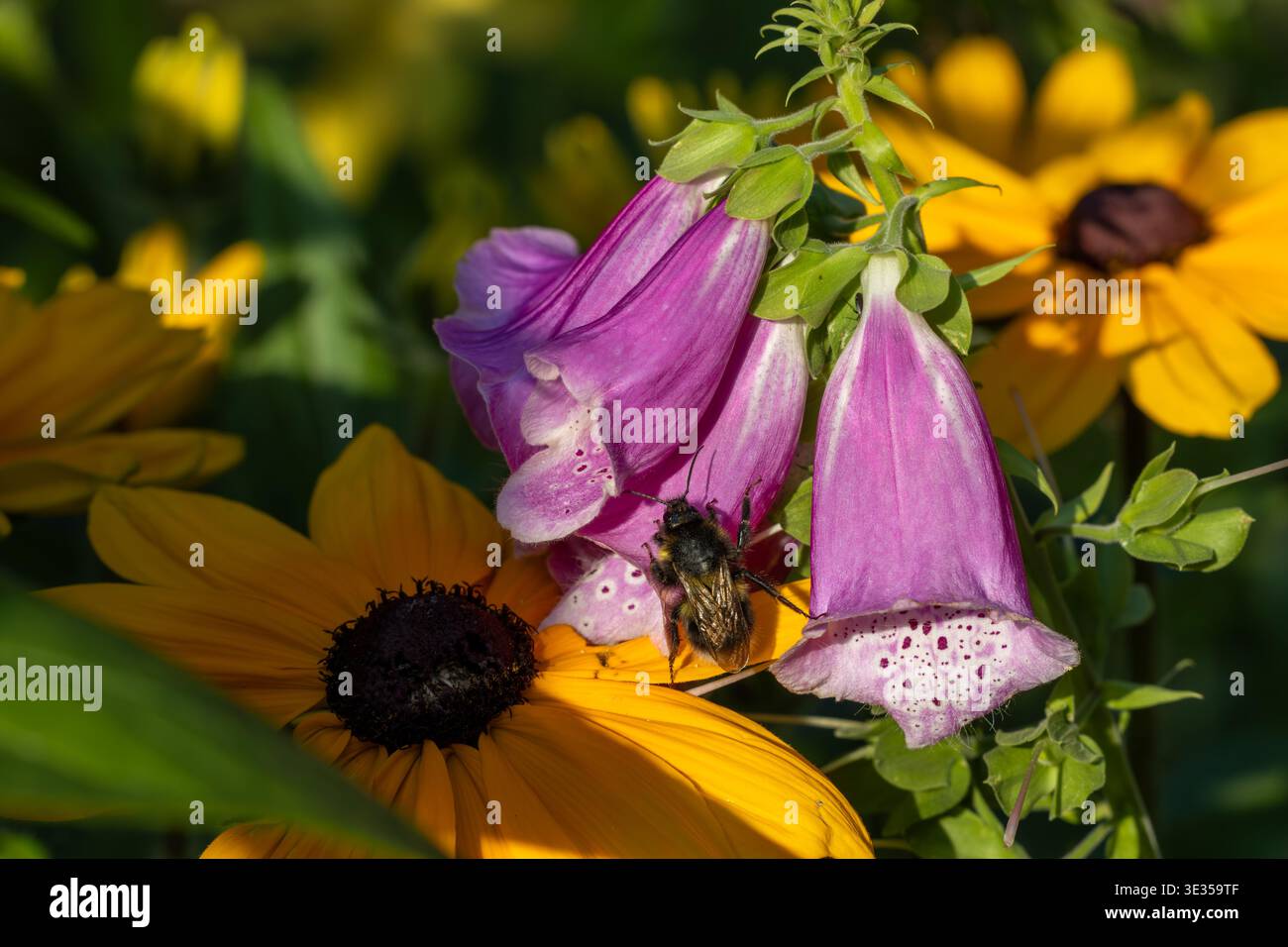Bumblebee Foraging per nettare e polline da vibranti fiori di campanella rosa digitalis, circondati da fiori di rudbeckia giallo brillante, che mostrano la natura Foto Stock