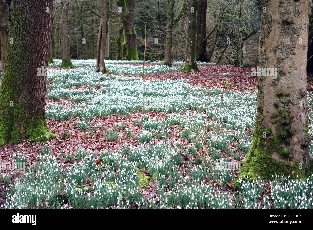 Trees & Wild Snowdrops (Galanthus) a Strid Wood nella tenuta Bolton Abbey di Wharfedale, Yorkshire Dales National Park, Inghilterra, Regno Unito. Foto Stock