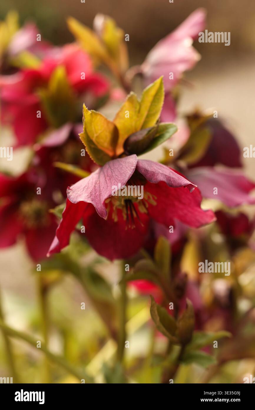 Primo piano del Purple Hellebore (Rosa quaresimale) che fiorì all'inizio della primavera Foto Stock