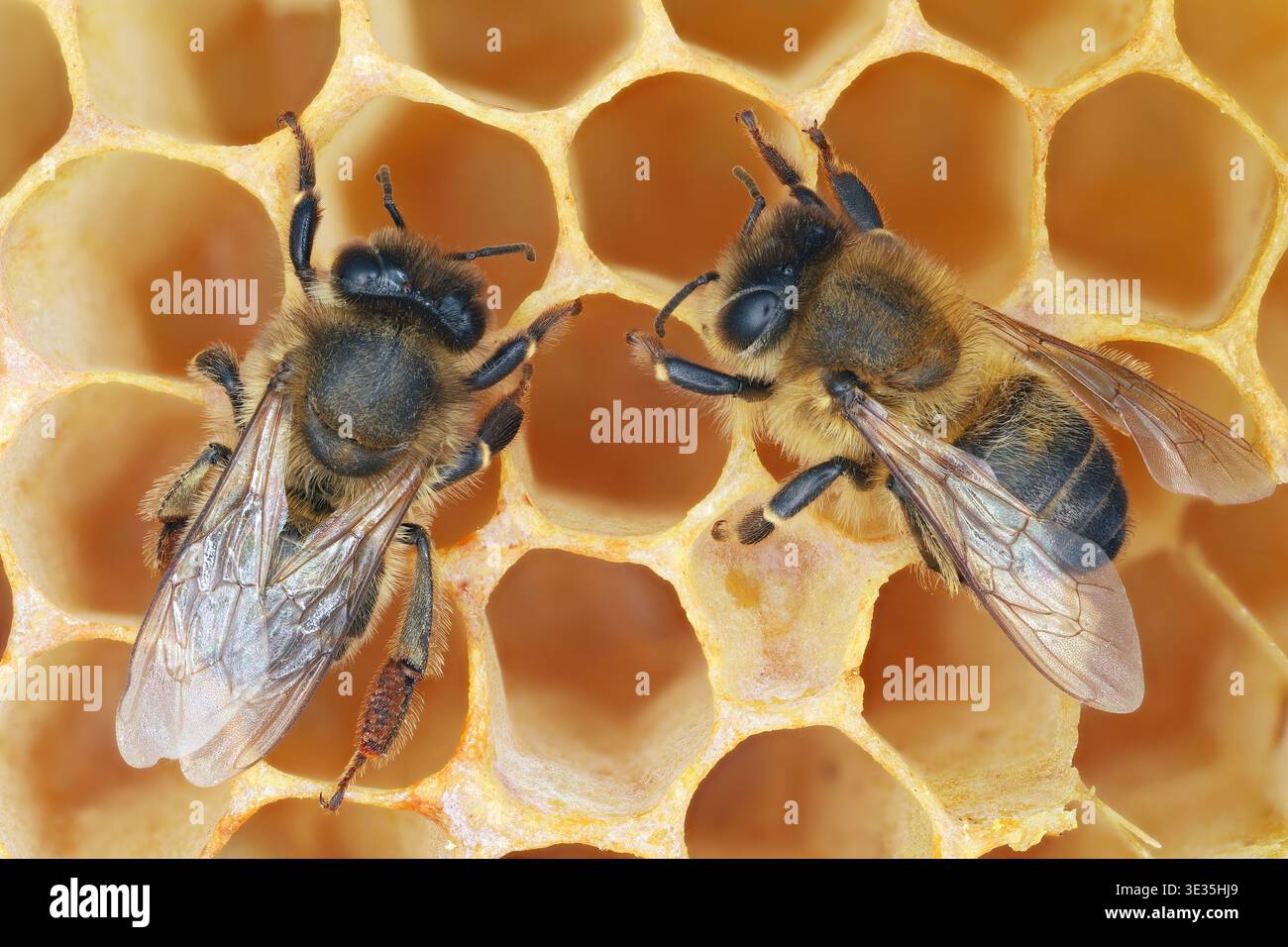 Api mellifera (Apis mellifera) api mellifere occidentali. Insetti su un favo in un alveare. Dettagli visibili con un'ampia profondità di campo. Foto Stock