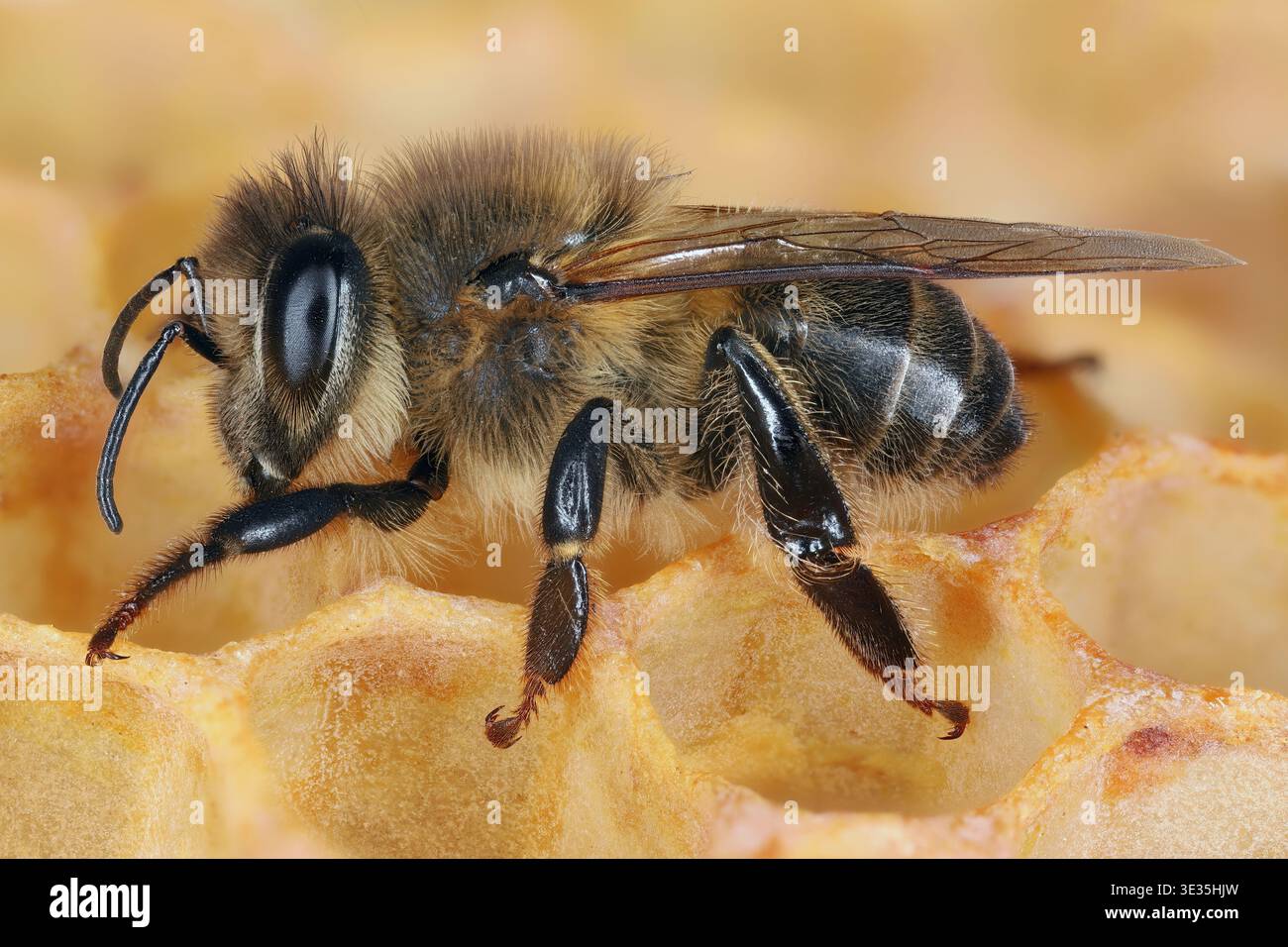 Api mellifera (Apis mellifera) api mellifere occidentali. Insetti su un favo in un alveare. Dettagli visibili con un'ampia profondità di campo. Foto Stock