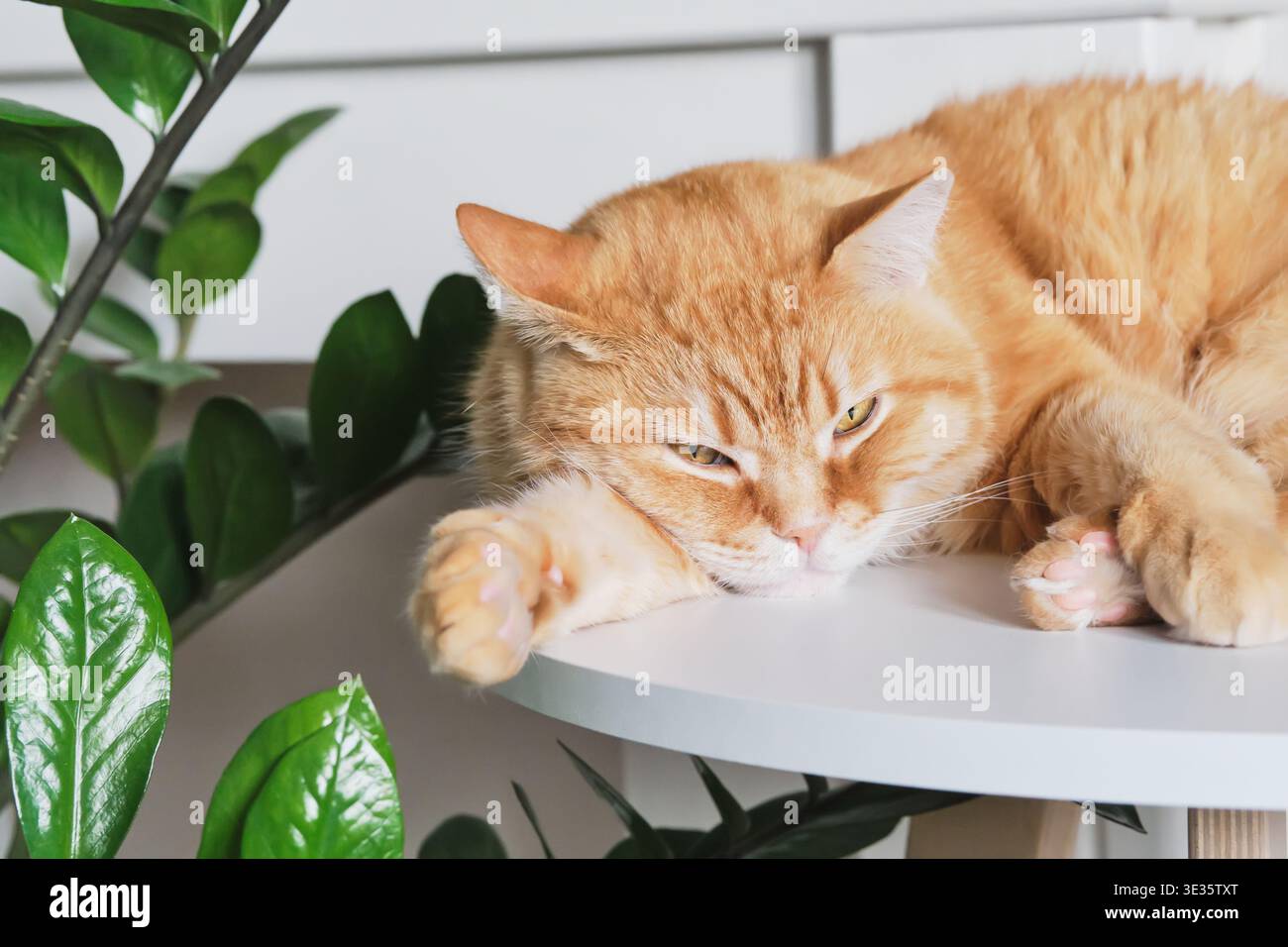 Gatto dello zenzero che poggia sulla mensola bianca vicino alla pianta verde delle zamioculche Foto Stock