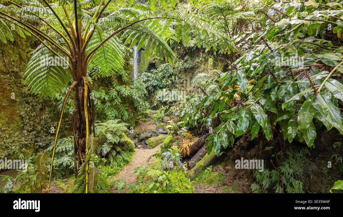 Incredibile natura delle isole Azzorre sull'isola di Sao Miguel, Portogallo Foto Stock