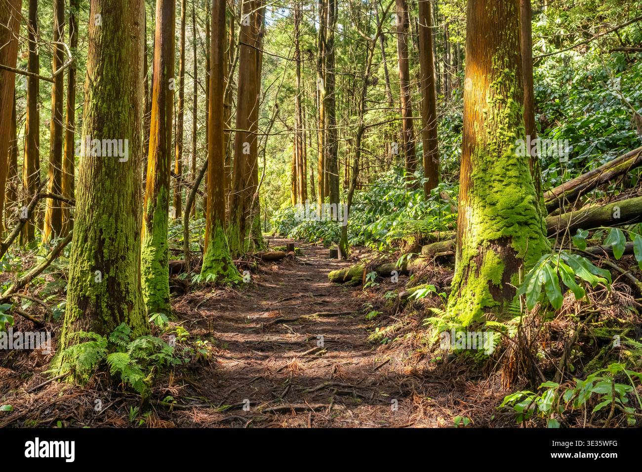 Percorso soleggiato attraverso la foresta giapponese di Cedri Foto Stock
